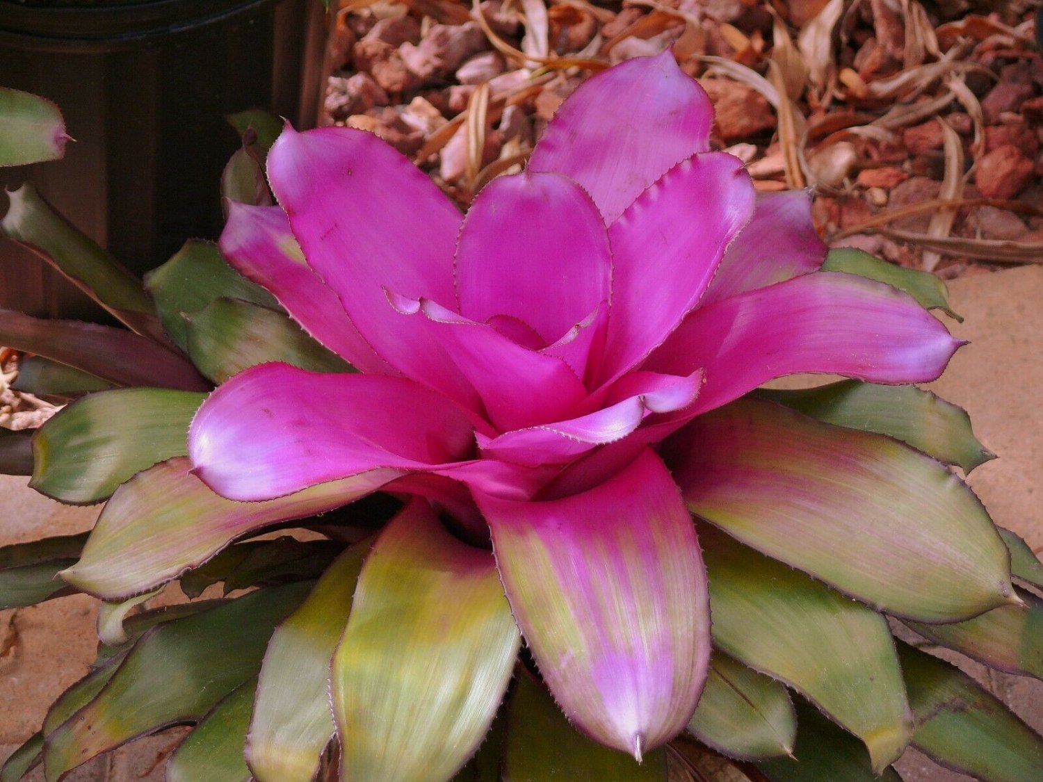 1 Neoregelia Voodoo Doll  Bromeliad - live Plant -  in 2.5" Pot  #CWBF3