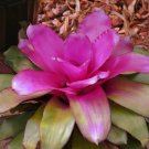 1 Neoregelia Voodoo Doll  Bromeliad - live Plant -  in 2.5" Pot  #CWBF3