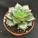 1 Rooted Live Plant  - Echeveria purposrum - in 3" pot   #CWBF3