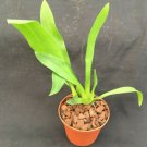 1 Bratonia Charles M. Fitch ' Izumi  Oncidium -Vareiated  Orchid - live plant - in 2.5" Pot   #CWBF3