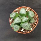 1 Scullent Live Plant - Haworthia Bayeri Moon Shadow - Shipped in   2" Pot #CWBF3