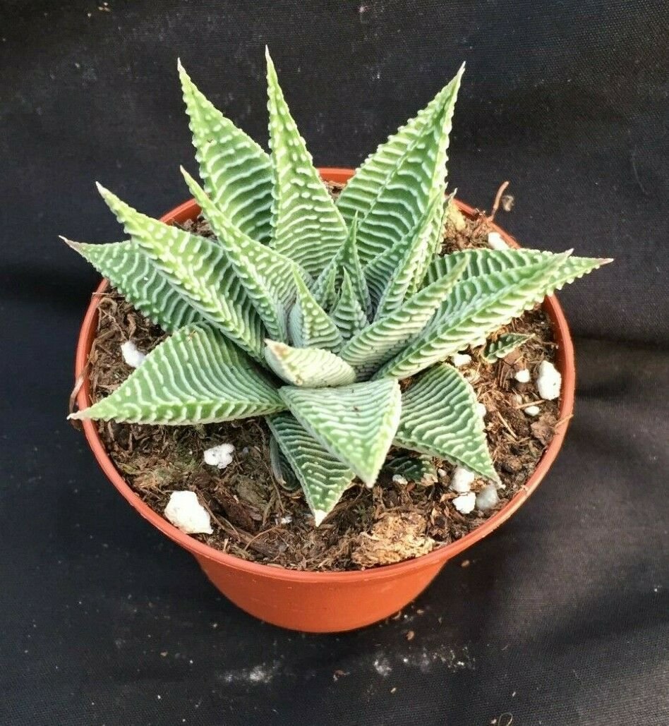 1  Haworthia wandera Miami - Rooted Live aplnt - Shipped in 3" pot  #CWBF3