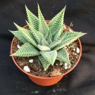 1  Haworthia wandera Miami - Rooted Live aplnt - Shipped in 3" pot  #CWBF3
