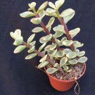 3 Rooted Portulacaria Afra - shipped in 2" pot - Live Plant  #CWBF3