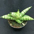 1 Live Plant - Sansevieria Cylindrica Patula Boncel - Shipped in 2" pot #CWBF3