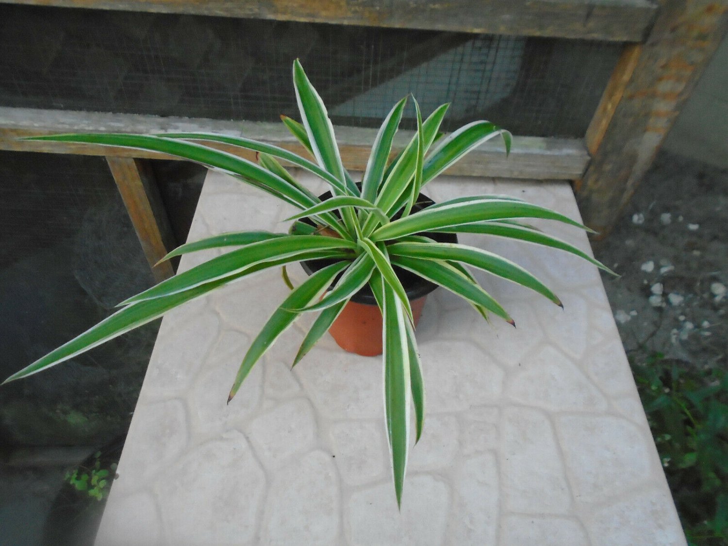 2 Starter Live Plant - stripe Spider Chilorhylum - size 4" #JSTD4