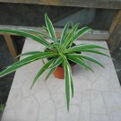 2 Starter Live Plant - stripe Spider Chilorhylum - size 4" #JSTD4