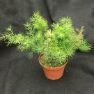 1 Live Plant - Asparagus Myriocladus - in 3" pot    #CWBF3