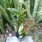 1 Live Plant - Croton Arrangement Gold Dust -  size 4" Planter #JSTD4