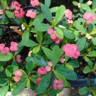 7 Crown of Thorns Red Euphorbia Milii - live Plant - Cactus in Bloom  3" Planter  #JSTD4