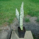 1 Snake Plant  Mother-In-Law's Tongue  Sanseveria - in  5" Starter  #JSTD4