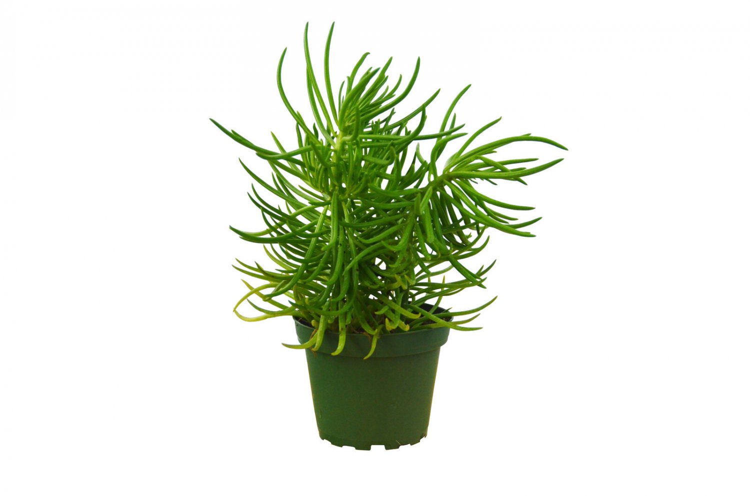1 Succulent live Plant - Variated Senecio Himalayan - in  4" Pot  #JSTD4