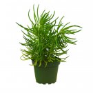 1 Succulent live Plant - Variated Senecio Himalayan - in  4" Pot  #JSTD4