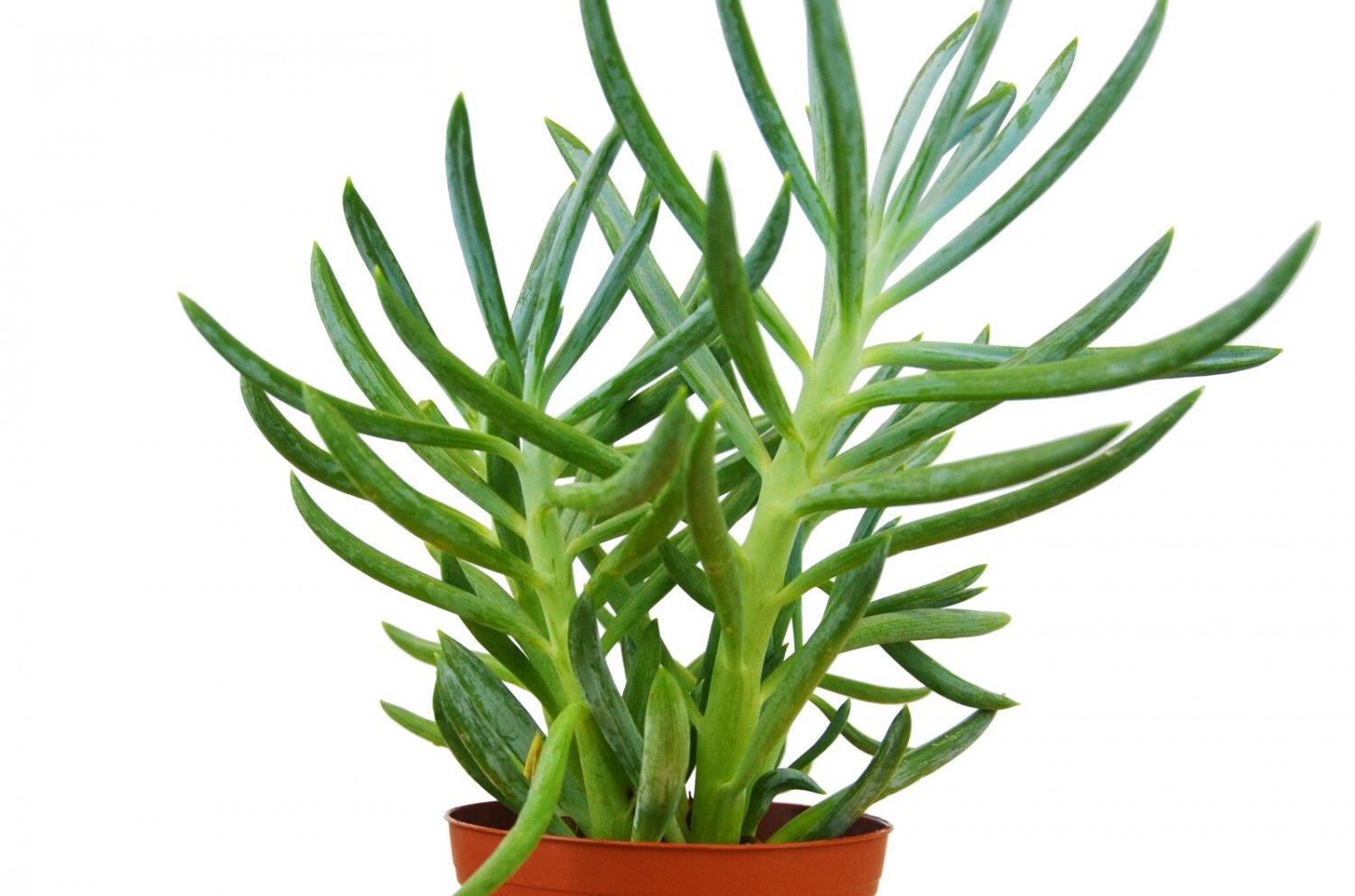 1 Succulent live Plant - Variated Senecio Serpens Blue Chalk-  in 4" Pot    #HSPL5