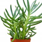 1 Succulent live Plant - Variated Senecio Serpens Blue Chalk-  in 4" Pot    #HSPL5