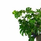 1 Live plant - Philodendron Monstera - in 10" pot    #HSPL5