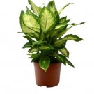 1 Dieffenbachia Camille- Live Plant - 6" Pot     #HSPL5