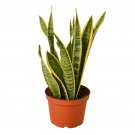 1 Snake Laurentii - Variated Sansevieria Trifasciata -live Plant - in 6" Pot     #HSPL5