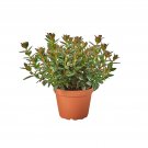 1 Nematanthus Nervosus- Variated Black Goldfish live Plant - in 6" Pot   #HSPL5