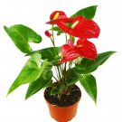 1 Live Plant - Anthurium  Red Color  - in 6" Pot  #HSPL5