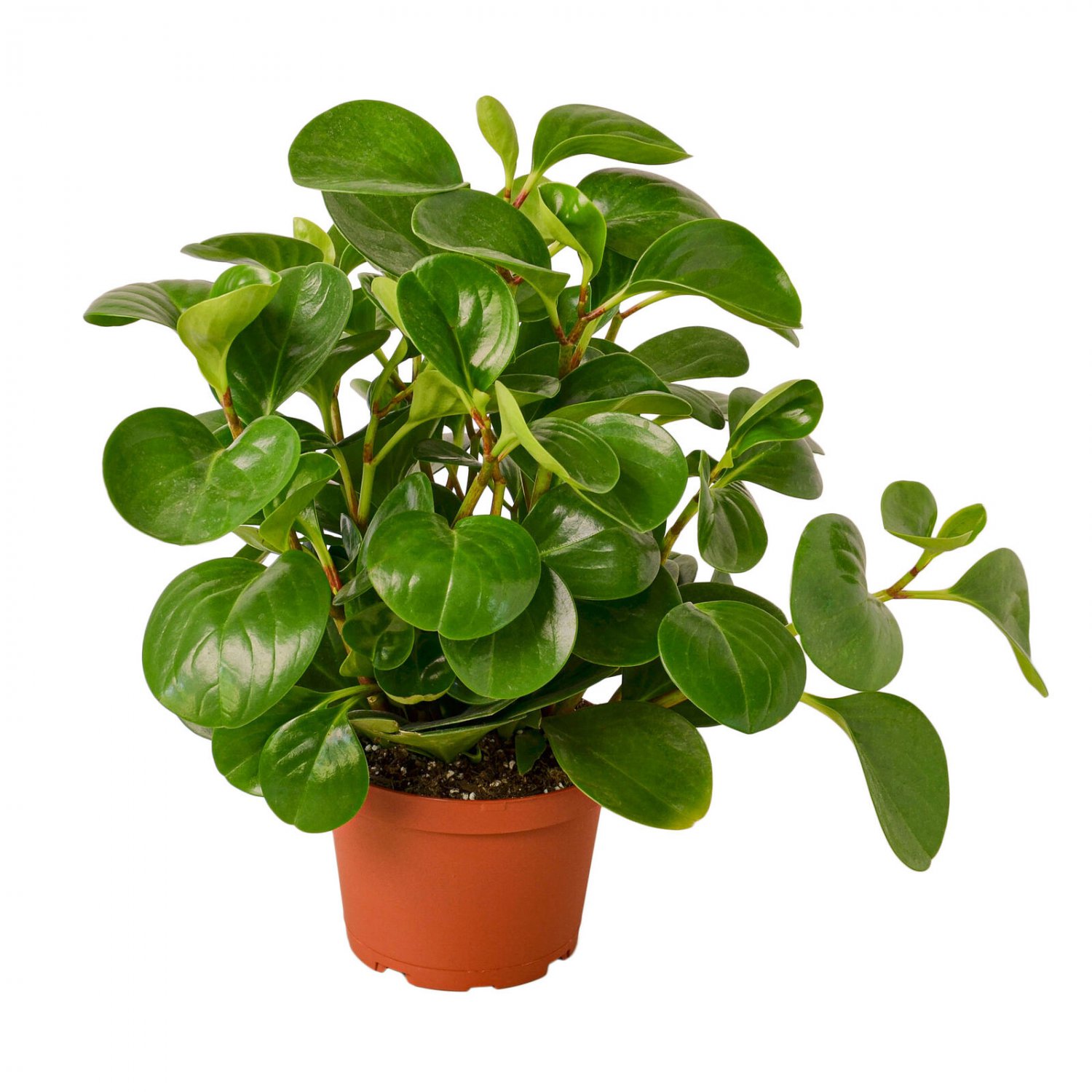 1 Live Plant - Peperomia Thailand - in 6 Pot HSPL5