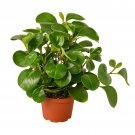 1 Live Plant - Peperomia Thailand - in 6" Pot #HSPL5