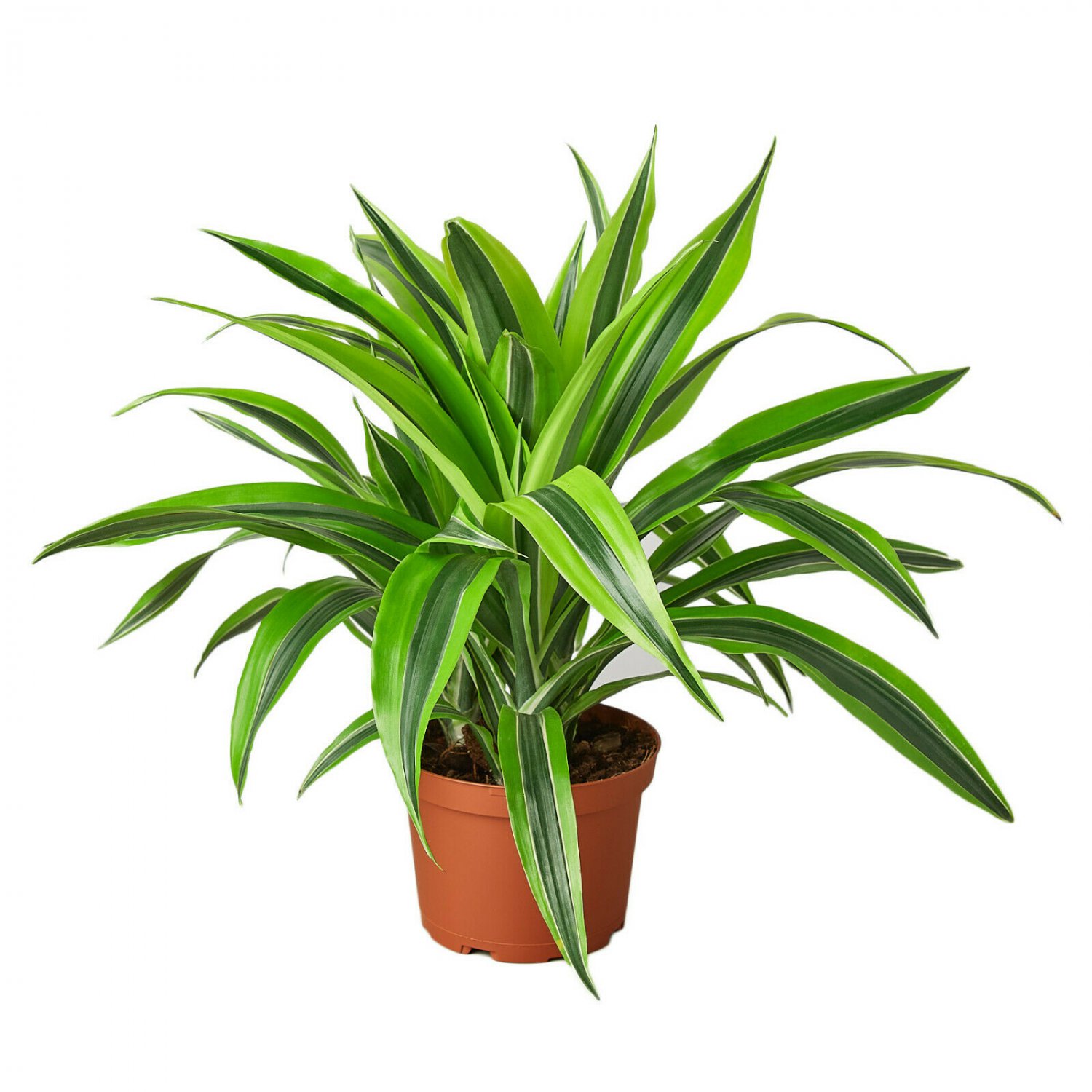 1 Dracaena Deremensis Lemon Suprise - live Plant  - in 6" Pot  #HSPL5