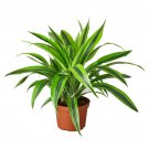 1 Dracaena Deremensis Lemon Suprise - live Plant  - in 6" Pot  #HSPL5