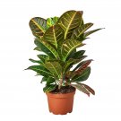 1 Croton Petra  Joseph's Coat - Live Plant - in 6" Pot #HSPL5
