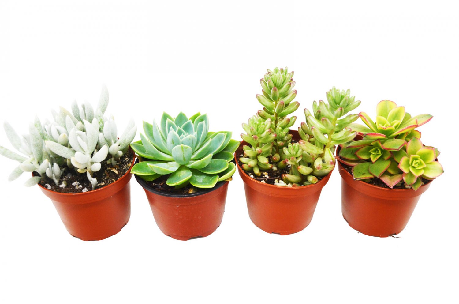 4 Succulent Variety Pack - in   4" Pot - live Plant  #HSPL5