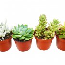 4 Succulent Variety Pack - in   4" Pot - live Plant  #HSPL5