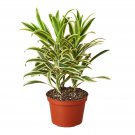 1 Dracaena  Song of India - live Plant - in  6" Pot  #HSPL5