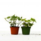 2 English Ivy Variety Pack - Live House Plant - in 4" Pot #HSPL5