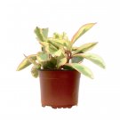 1 Peperomia Ginny in  6" Pot  - Live Plant   #HSPL5