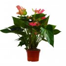 1 Anthurium  Andraeanum color - Live Plant  - 6" Pot #HSPL5