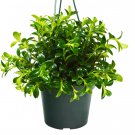 1 Anthurium  Andraeanum color - Live Plant  - 6" Pot #HSPL5