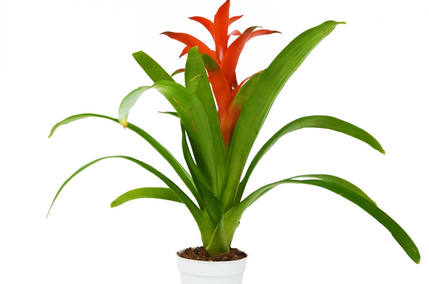 1 Guzmania Bromeliad  Red color - live Plant - 4" Pot #HSPL5
