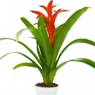 1 Guzmania Bromeliad  Red color - live Plant - 4" Pot #HSPL5