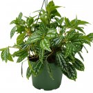 1 live Plant - Pilea Aluminum - in 6" Pot #HSPL5