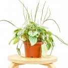 1 Live Plant - Peperomia Frost  - in 6" Pot  #HSPL5