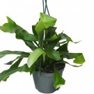1 Staghorn Fern - Platycerium bifurcatum - in  6" Pot - Live Plant   #HSPL5