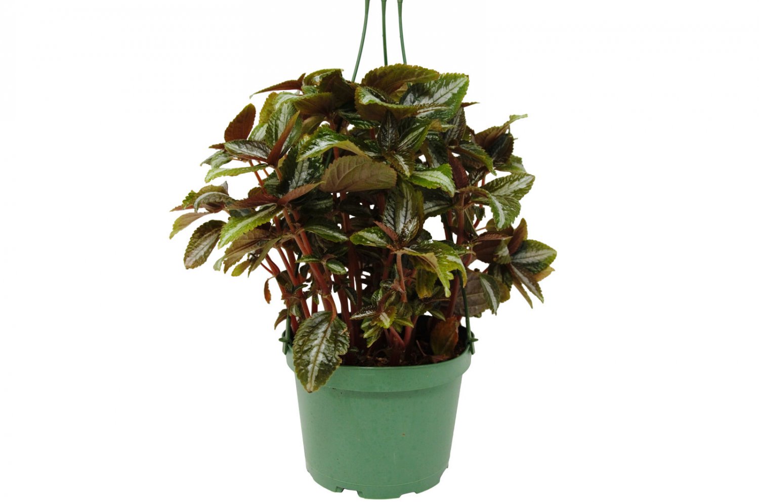 1 Live Plant - Pilea Bronze - In 6" Pot   #HSPL5