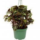 1 Live Plant - Pilea Bronze - In 6" Pot   #HSPL5