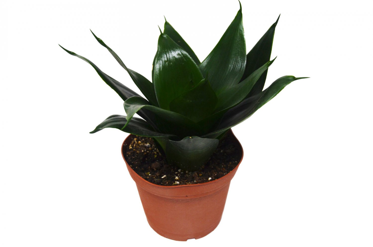1 Snake Jade Star Sansevieria Trifasciata live Plant in 6" Pot HSPL5