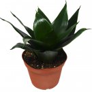 1 Snake Jade Star - Sansevieria Trifasciata - live Plant  - in 6" Pot  #HSPL5