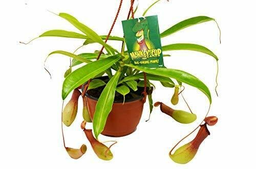 1 Carnivorous Monkey Cup - live Plant - 6" Pot #HSPL5