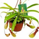 1 Carnivorous Monkey Cup - live Plant - 6" Pot #HSPL5