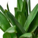 1 Cordyline  Fruticosa Glauca - Live Plant - in 6" Pot