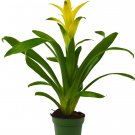 1 Guzmania Bromeliad  Yellow color- Live Plant - 4" Pot #HSPL5