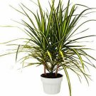 1 Dracaena Marginata Sunray Cane - Live Plant -  in 6" Pot #HSPL5